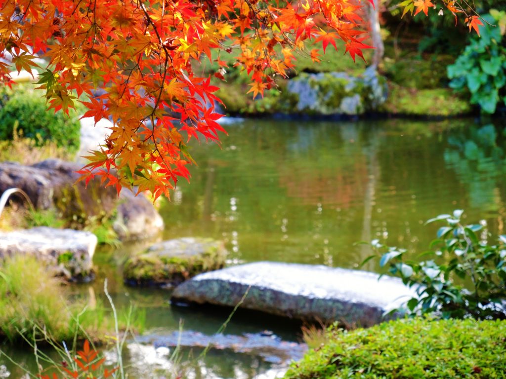 京都・妙心寺・退蔵院・紅葉