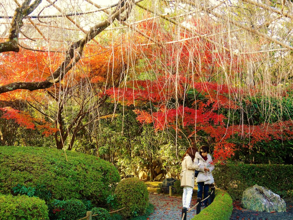 妙心寺・退蔵院・紅葉