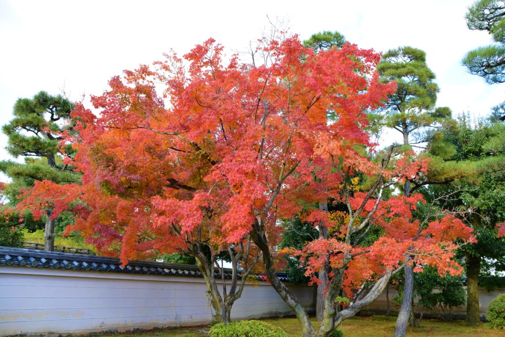 平等院・紅葉