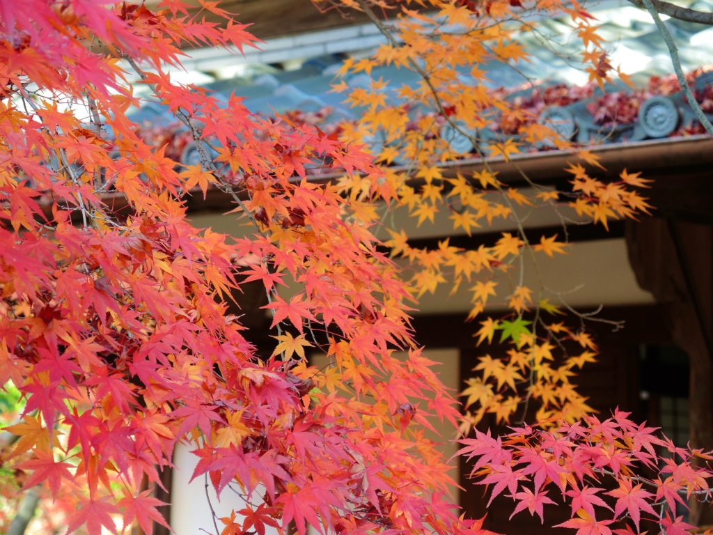 京都・真如堂・紅葉