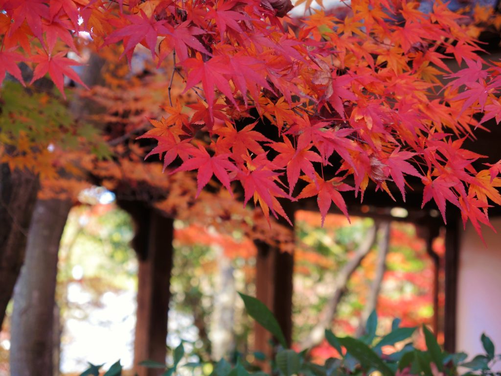 京都・真如堂・紅葉