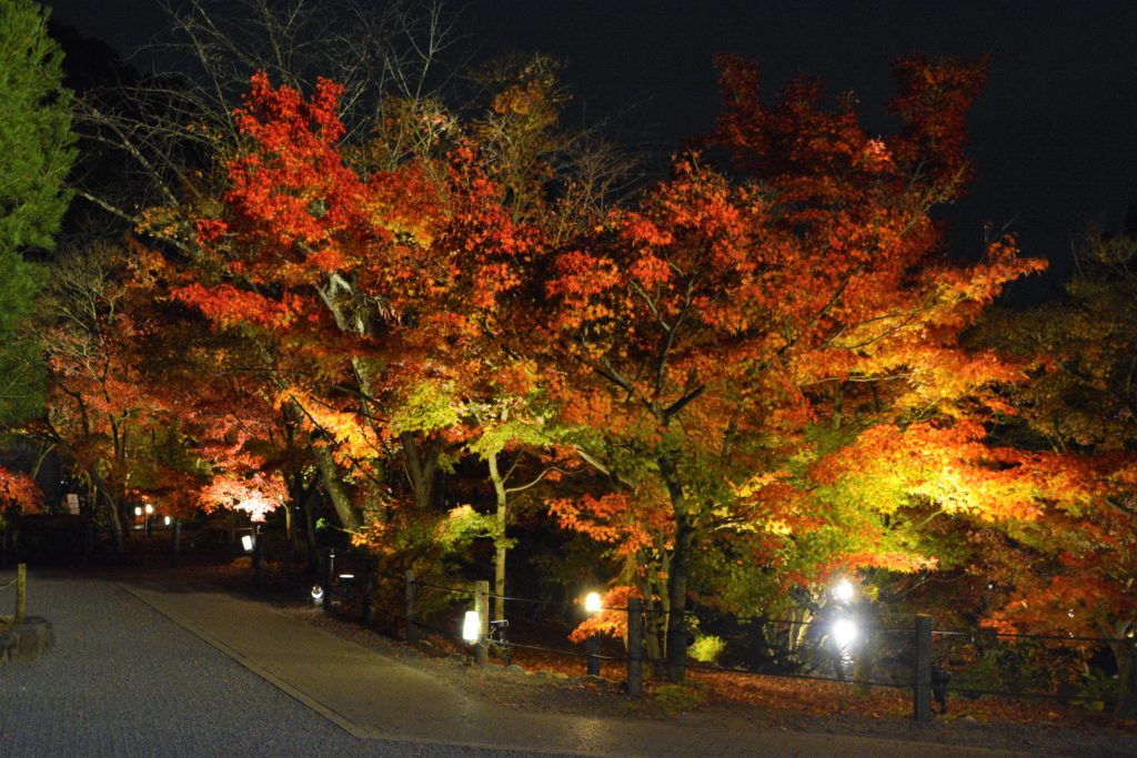 京都・永観堂・紅葉・ライトアップ