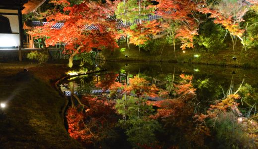 京都・高台寺・紅葉・ライトアップ