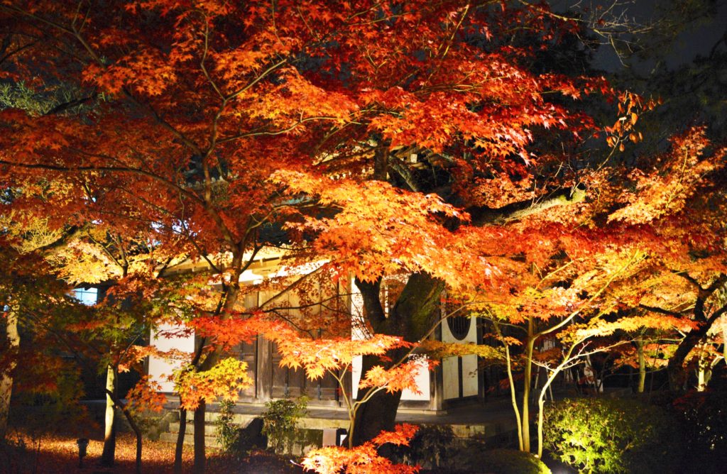 京都・永観堂・紅葉・ライトアップ