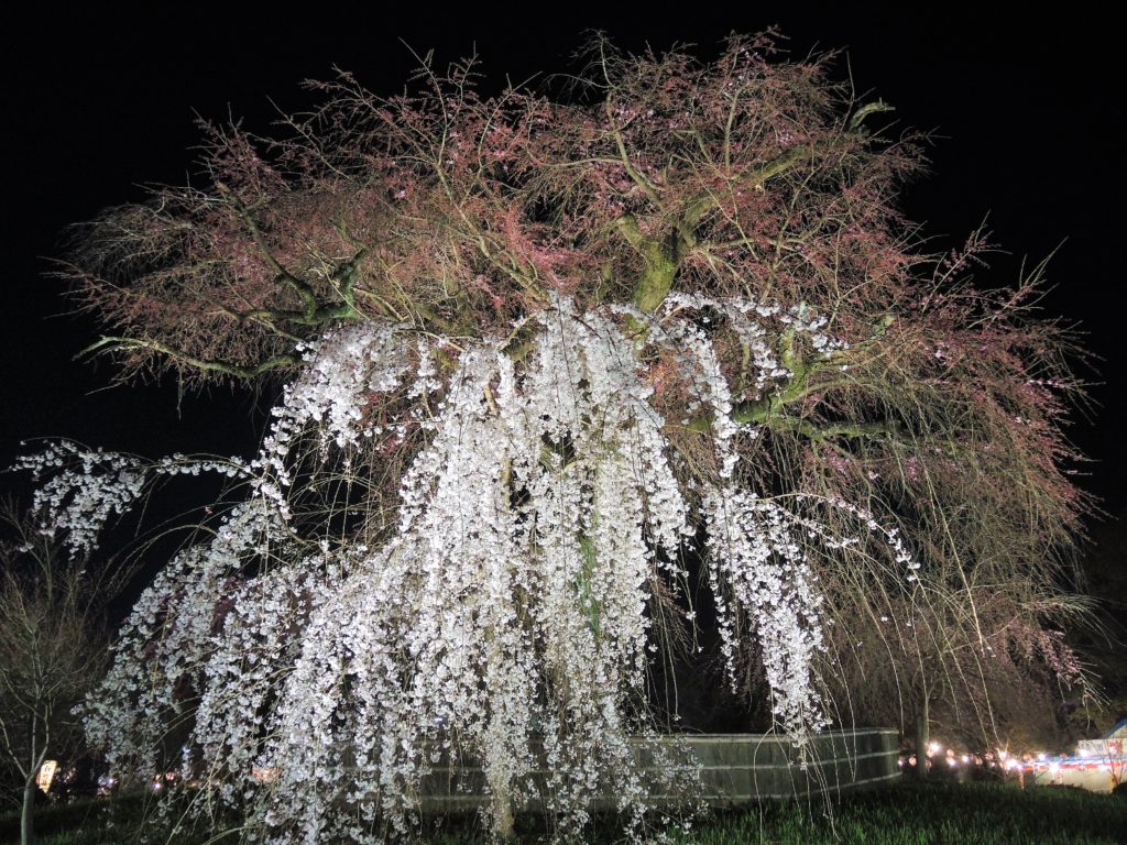 京都・祇園夜桜