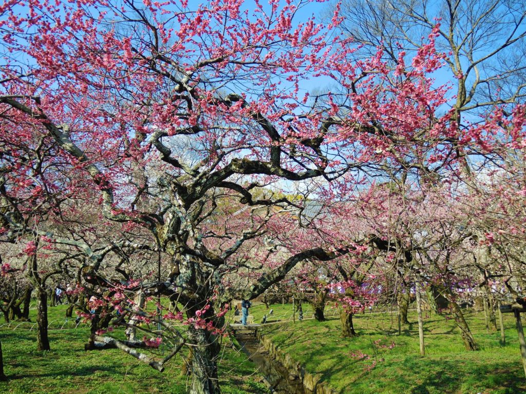 京都・北野天満宮・梅苑