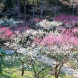 京都「北野天満宮」お土居・梅