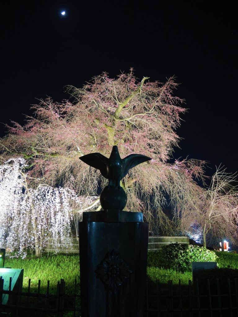 京都・祇園夜桜・円山公園