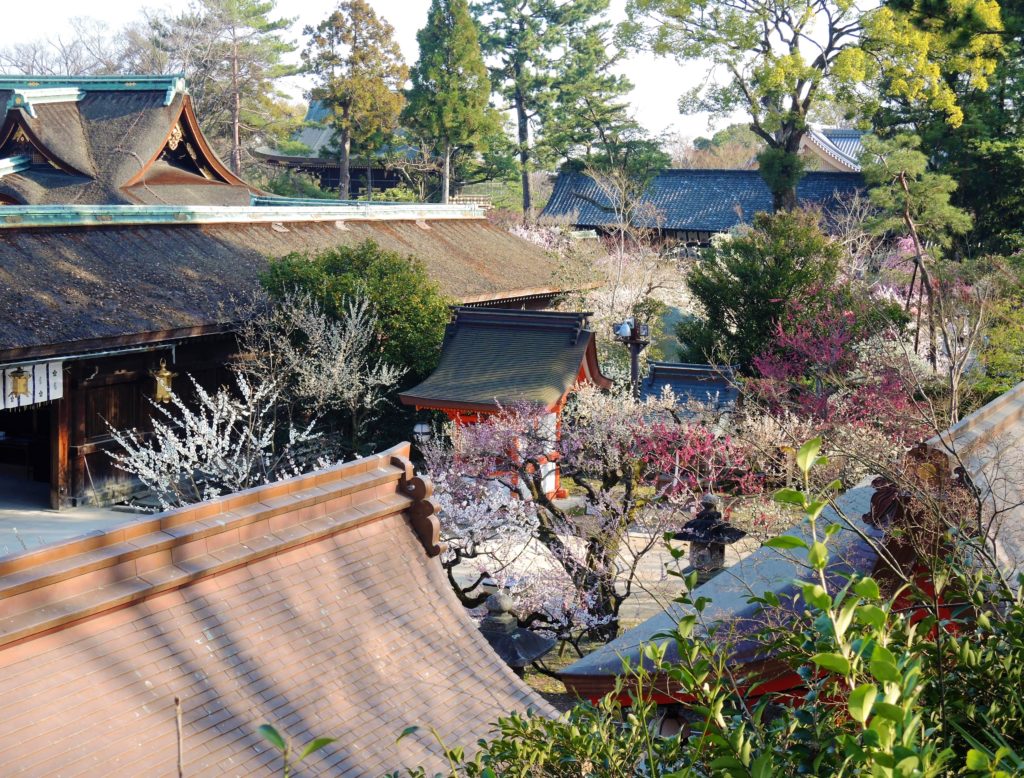 京都・菅原道真「北野天満宮」梅