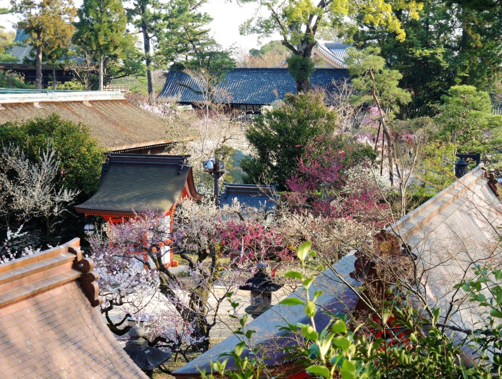 京都・菅原道真「北野天満宮」梅