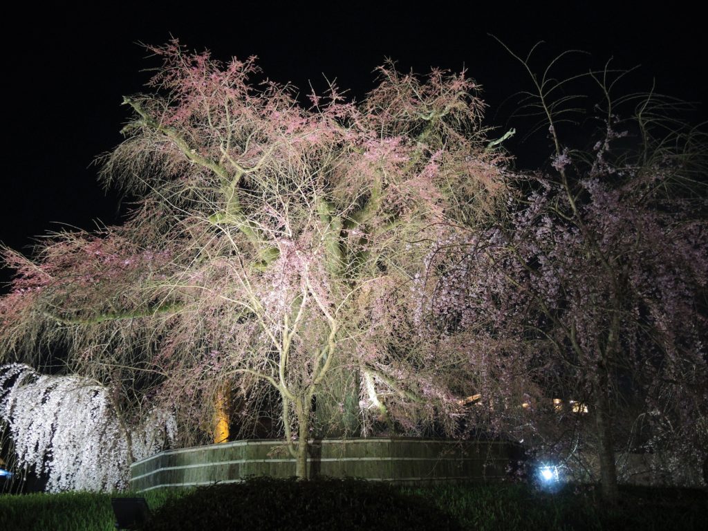 京都・祇園夜桜