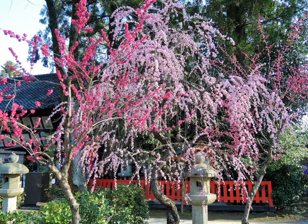 京都「北野天満宮」しだれ梅