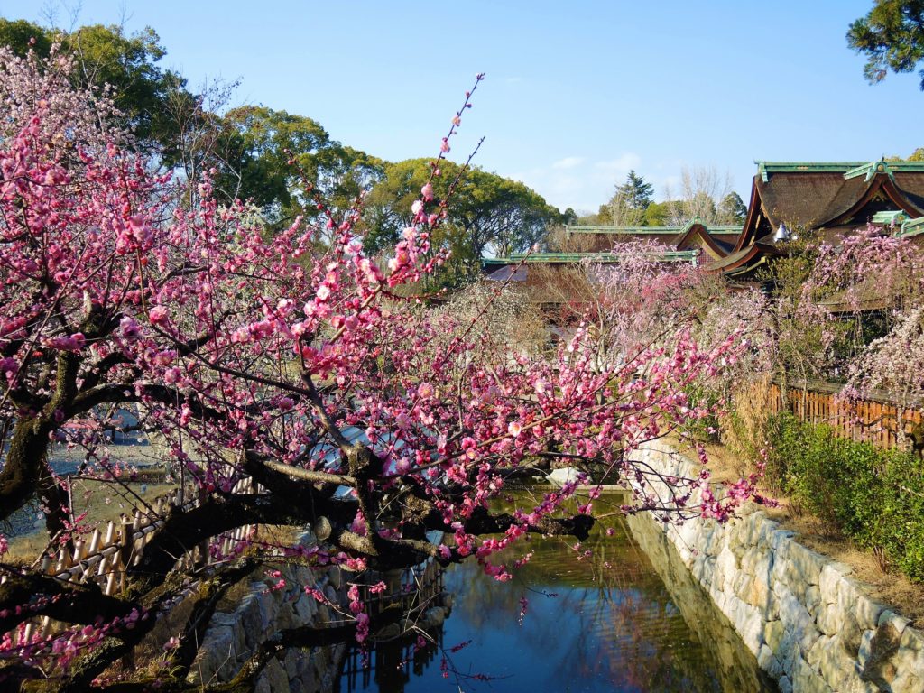 京都「北野天満宮」梅