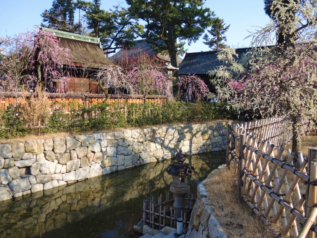 京都「北野天満宮」しだれ梅