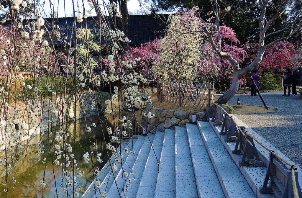 京都「北野天満宮」しだれ梅