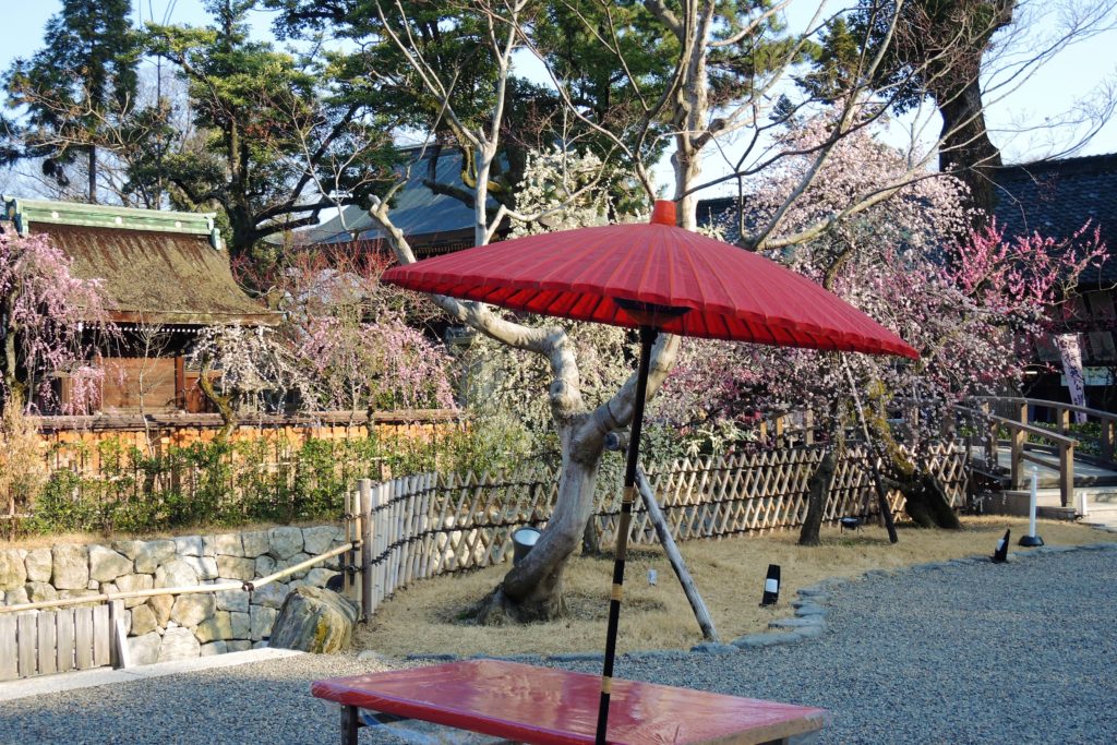 京都「北野天満宮」梅