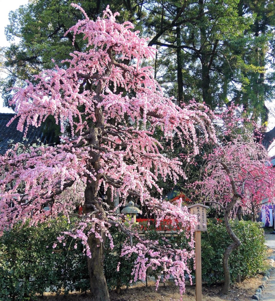 京都「北野天満宮」しだれ梅