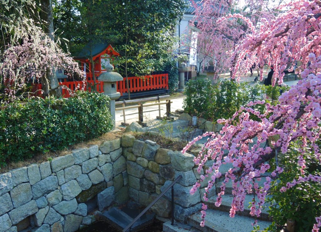 京都「北野天満宮」梅