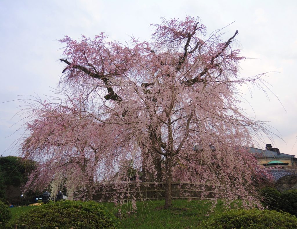 京都・円山公園・祇園枝垂桜