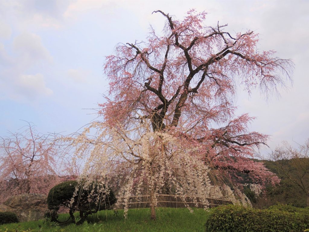 京都・円山公園・祇園枝垂桜