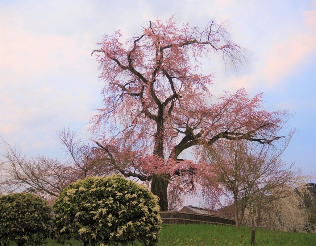 京都・円山公園・祇園枝垂桜
