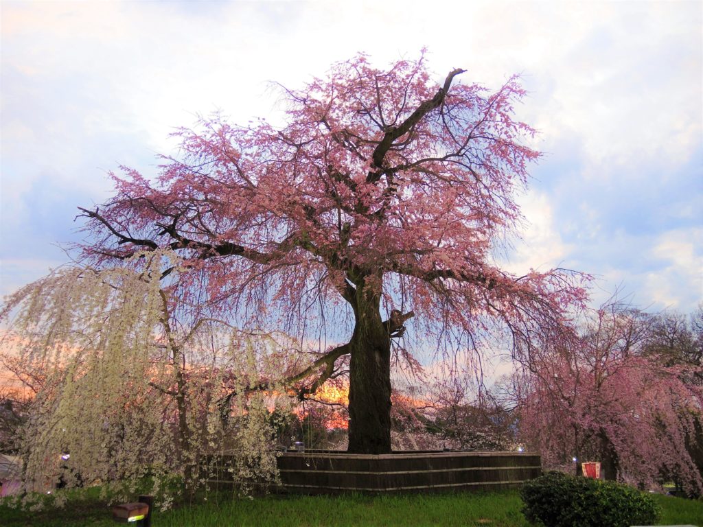 京都・円山公園・祇園枝垂桜