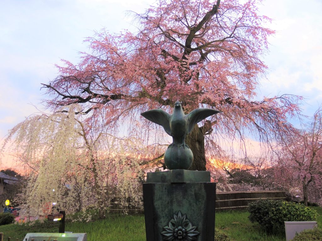 京都・円山公園・祇園枝垂桜