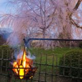 京都・円山公園・祇園枝垂桜と篝火