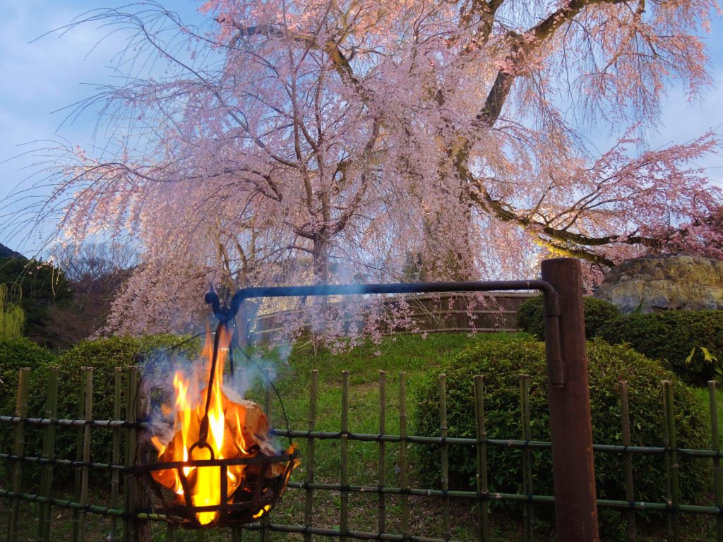 京都・円山公園・祇園枝垂桜と篝火