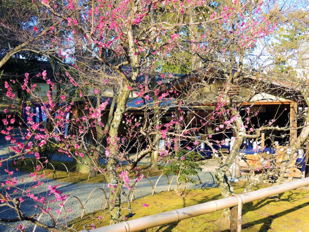 京都・北野天満宮・梅苑・茶店