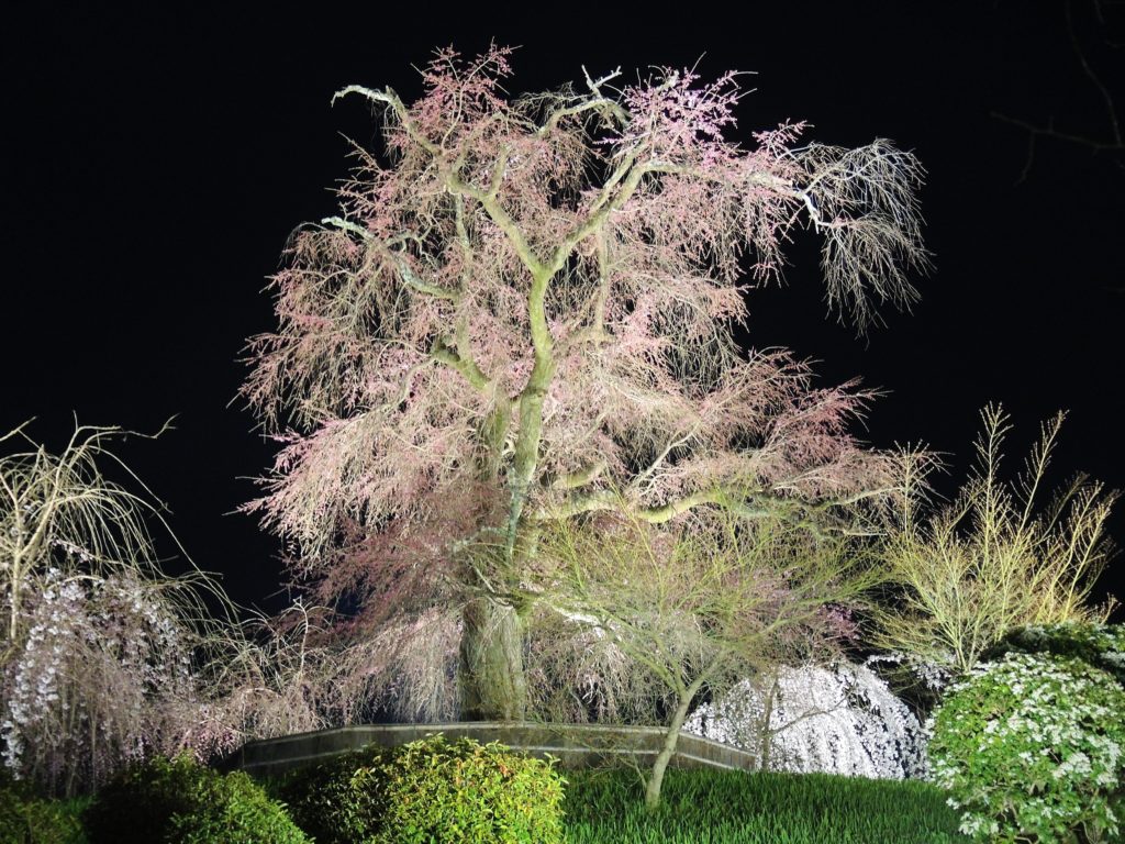 京都・祇園夜桜