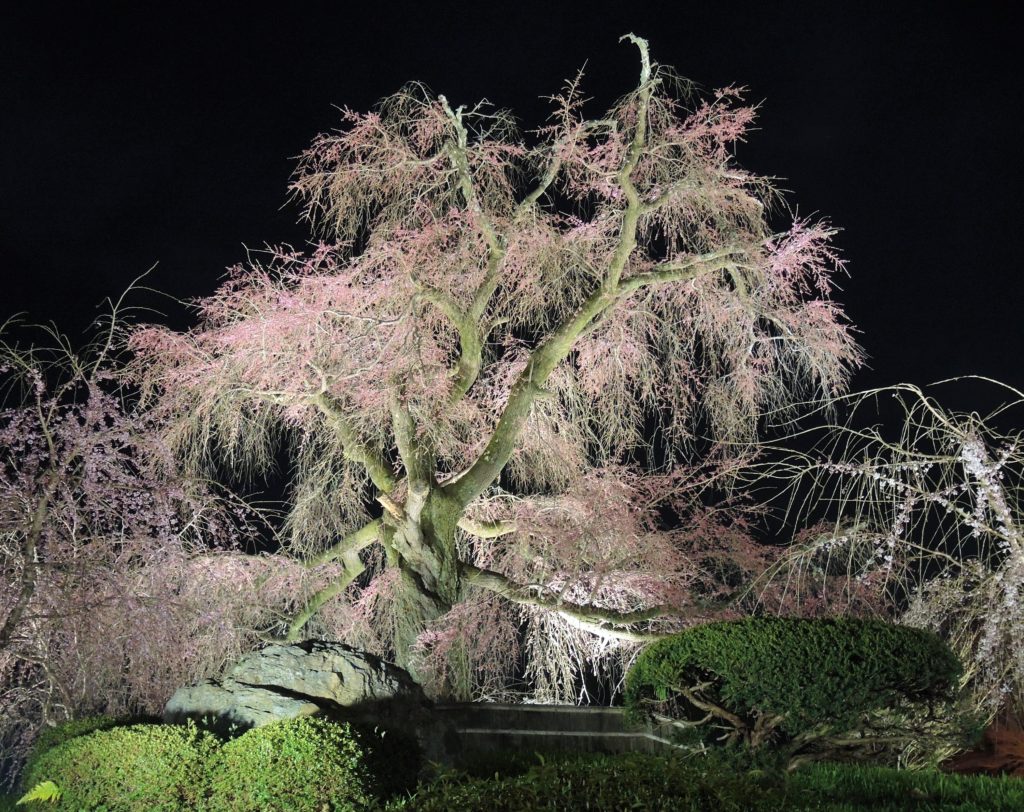 京都・祇園夜桜