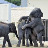 京都市動物園・ゾウ