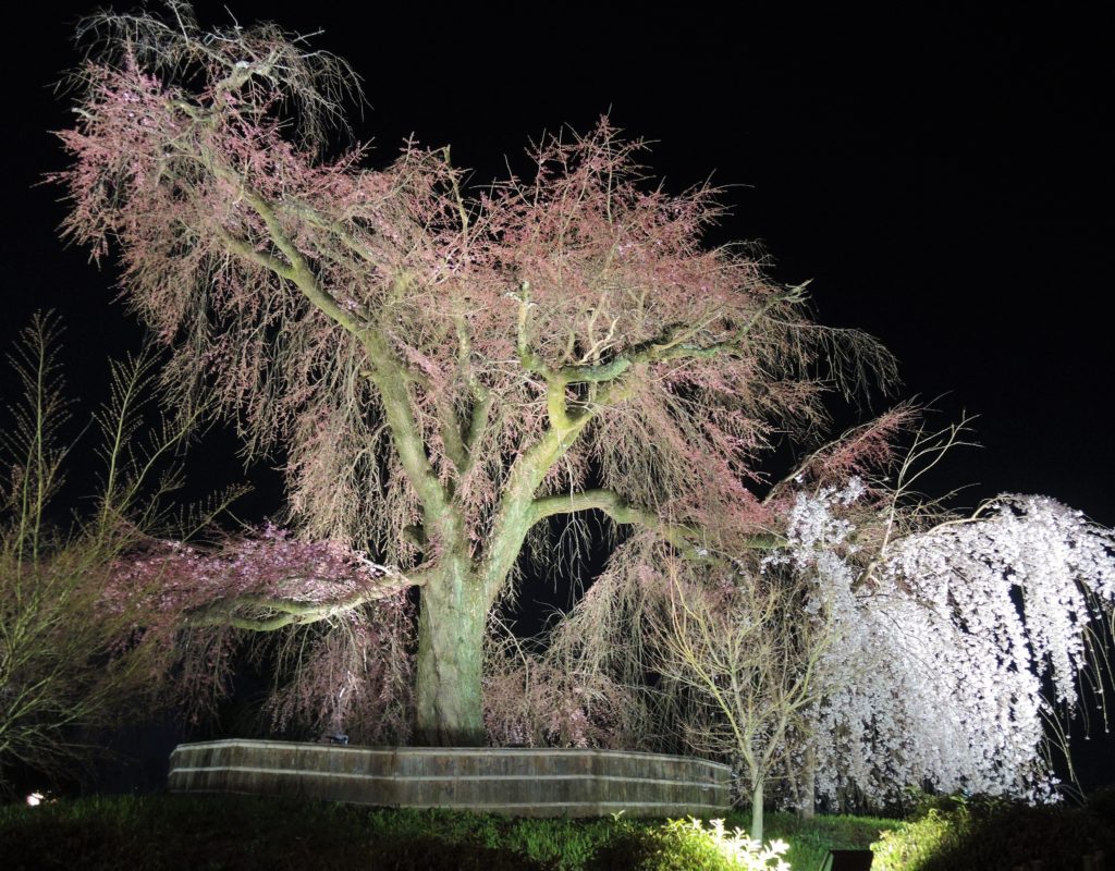 京都・祇園夜桜
