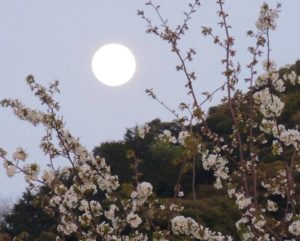 京都・桜と月