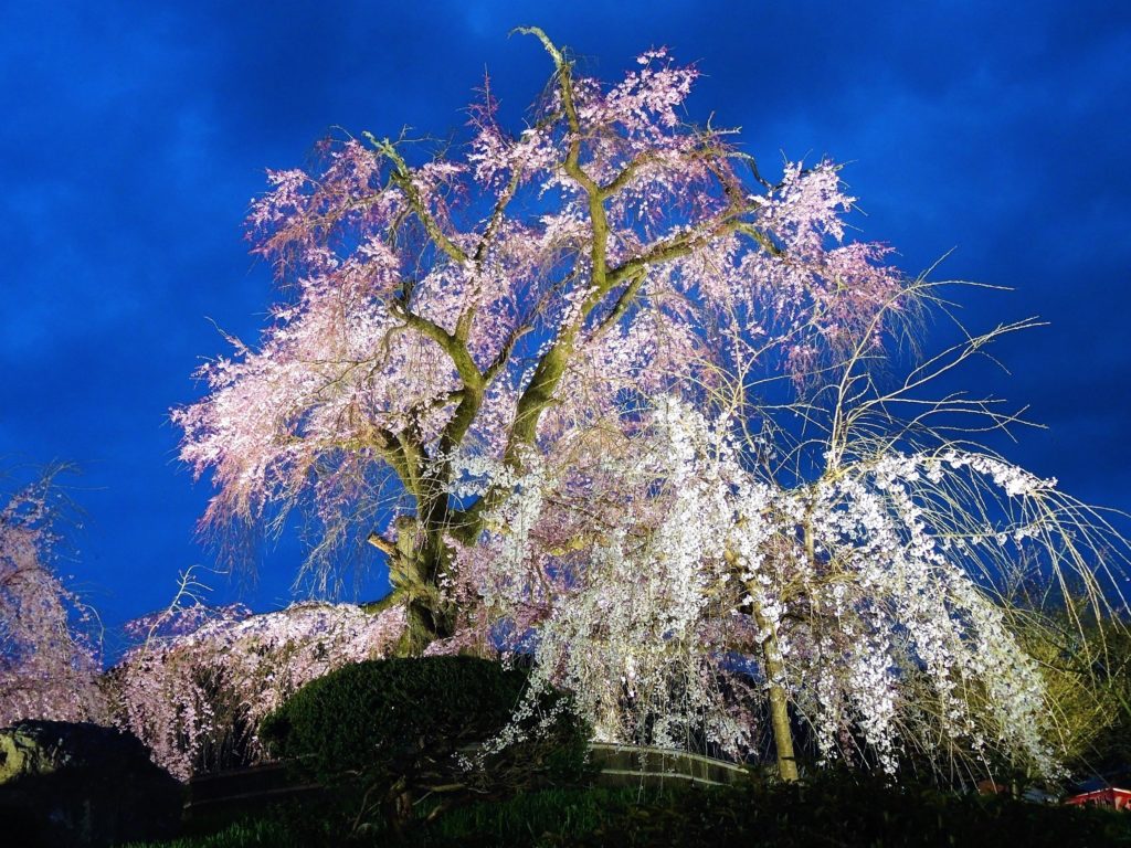 京都・祇園夜桜