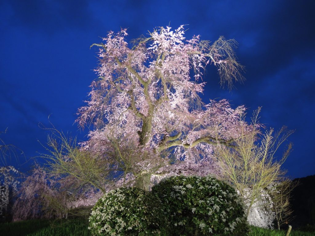 京都・祇園夜桜