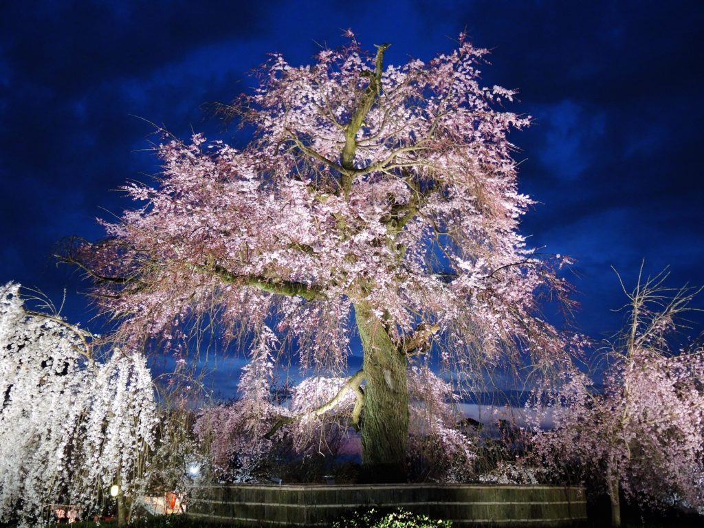 京都・祇園夜桜