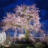 京都・祇園夜桜