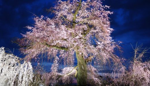 京都・祇園夜桜
