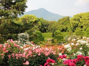 京都府立植物園・バラ園