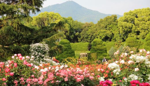 🌹 京都府立植物園「バラ園」の風景　Kyoto Botanical Gardens