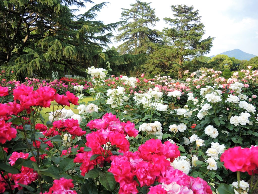 京都府立植物園・バラ園