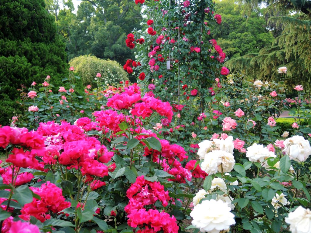 京都府立植物園・バラ園