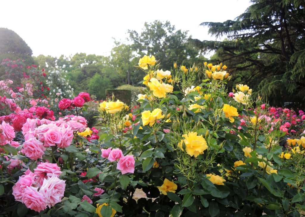 京都府立植物園・バラ園