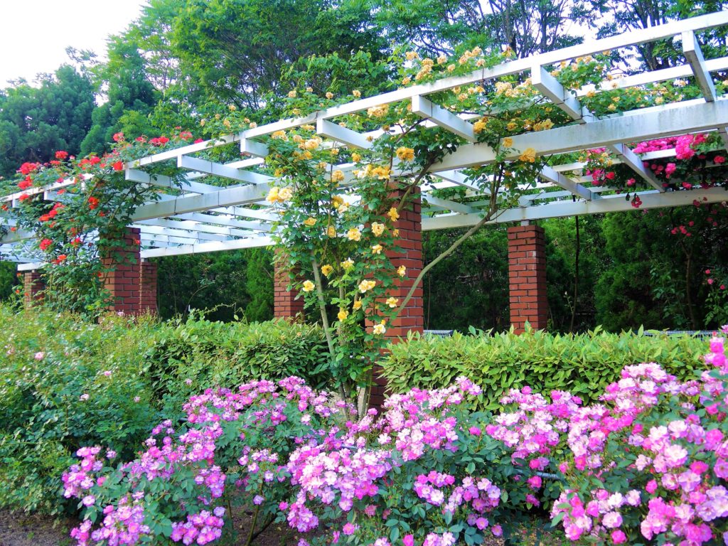 京都府立植物園・バラ園