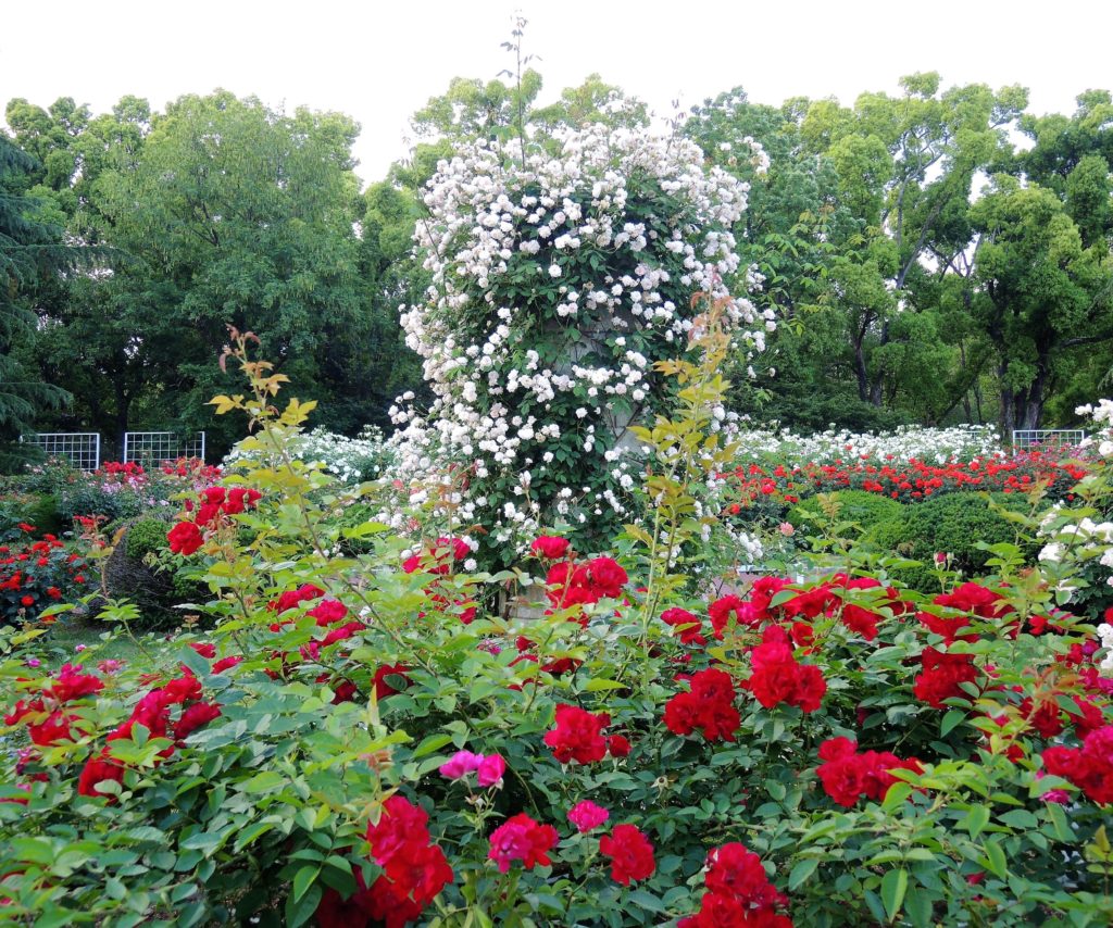 京都府立植物園・バラ園