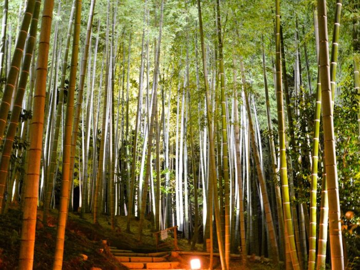 京都「高台寺」竹林