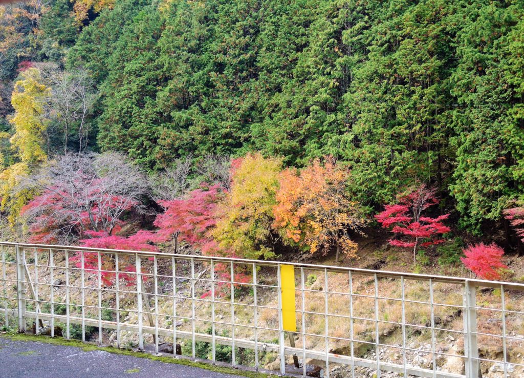 京都・トロッコ列車・秋の車窓