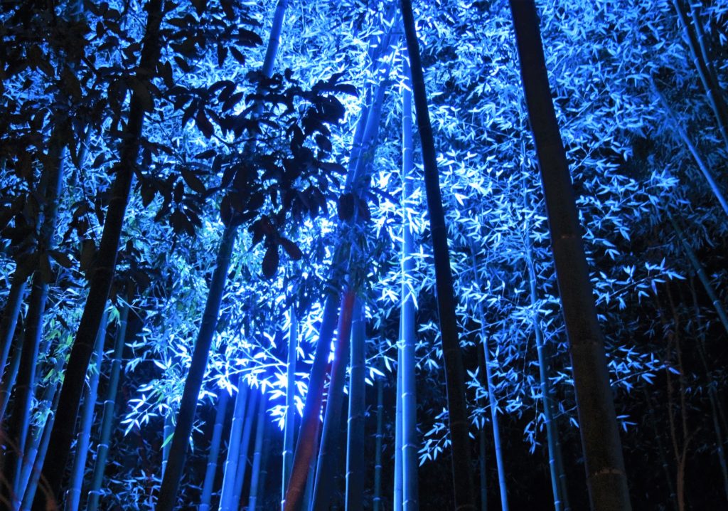 京都・嵐山花灯路・竹林の小径・ライトアップ